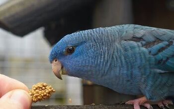 Lineolated Parakeet