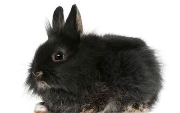 Lionhead Rabbit