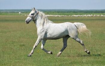 Lipizzan Horse