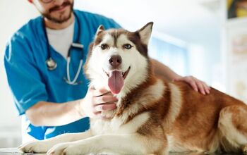 Liquid Biopsy Helps Detect Cancer in Dogs