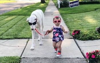 Little Girl Walks Her Big Dog, Internet Loses Its S@#t