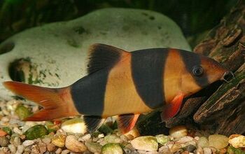 Loaches