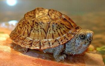 Loggerhead Musk Turtle