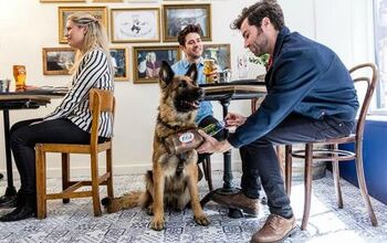 London Pop-Up Bar Employs Dogs as Servers