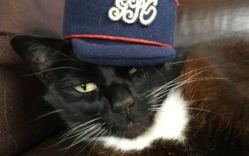 London’s Postal Museum Seeking Picture Perfect Postal Pussy Cats