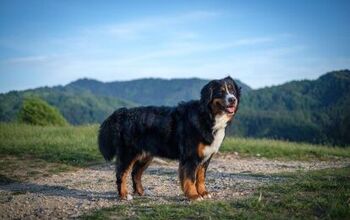 Lost Service Dog Survived 2 Months Alone in the Colorado Mountains