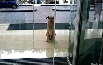 Love Takes Flight as Homeless Dog Patiently Waits For Air Attendant