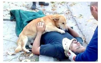 Loyal Pup Won’t Leave His Injured Dad’s Side