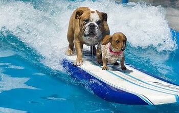 Lucy Pet Foundation Needs Canine Surfers For Parade Float