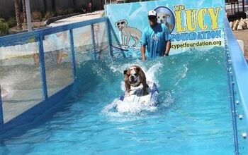 Lucy Pet’s Gnarly Crank’n K-9 Wave Maker Heads to Woofstock 2017