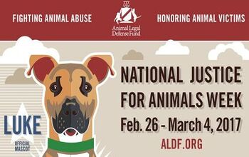 Luke the Pitbull is 2017’s Mascot for National Justice for Animals W