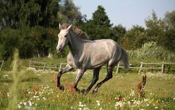 Lusitano Horse