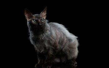 Lykoi