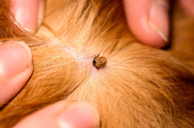 lyme disease in dogs is on the rise here s what you need to know, Igor Chus Shutterstock