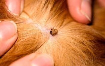 Lyme Disease In Dogs Is On the Rise: Here's What You Need to Know