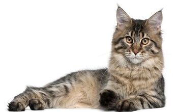 Maine Coon