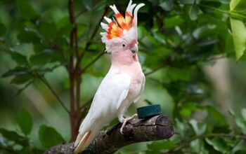 Major Mitchell’s Cockatoo