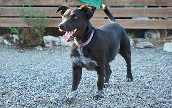 Majorca Shepherd Dog