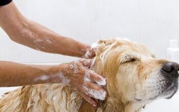 Make Your Own Homemade Dog Shampoo