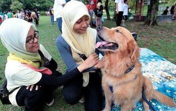 Malaysian “I Want To Touch A Dog” Event A Surprise Success