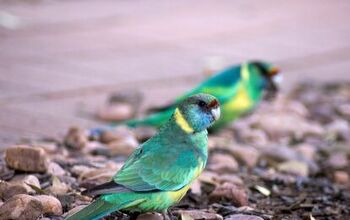 Mallee Ringneck