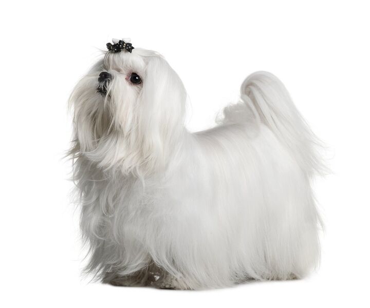 maltese