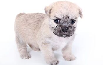 Malti-Pug