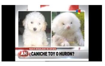 Man Buys Toy Poodles But Gets Ferrets on Steroids Instead