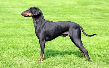 Manchester Terrier