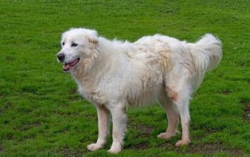 Maremma Sheepdog