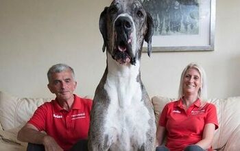 Marmaduke-Sized Great Dane Could Be the World’s Tallest Dog