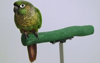 Maroon Bellied Conure