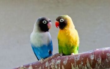 Masked Lovebird