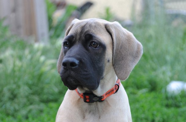 mastiff