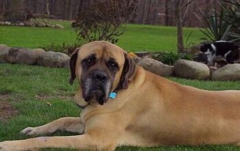 Mastiff