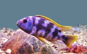 Mbuna Cichlids