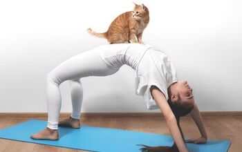 Me-Om: Do Yoga, Adopt Cats