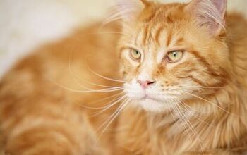 Meet Finn, the Giant Cat Who is The Size of a 9-Year-Old Child!