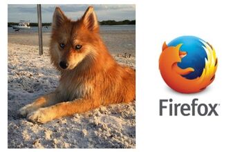 Meet Mya the Pomsky, a Real-Life Firefox!