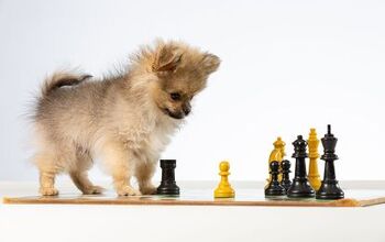 Meet Pearl, the World’s Shortest Dog