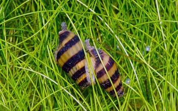 Meet the Snail Assassin: Your Solution to Pest Snails