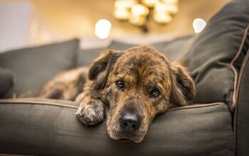 Meloxicam for Dogs: Is It Safe?