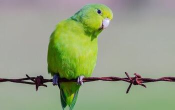 Mexican Parrotlet