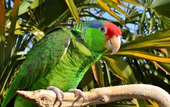 Mexican Red Headed Amazon