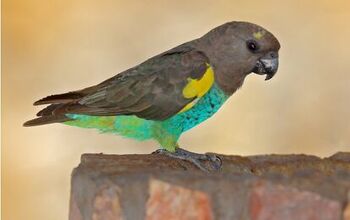 Meyer’s Parrot