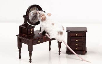 Mice Have Passed the Mirror Test: What It Means