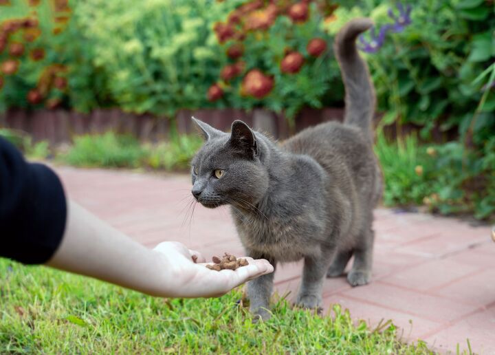 microchip helps reunite owners with a lost cat 5 years later, Irsan Ianushis Shutterstock