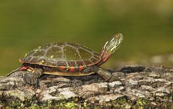 Midland Painted Turtle