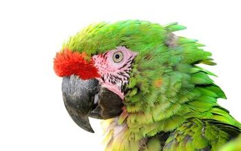 Military Macaw