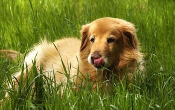 Mini Golden Retriever